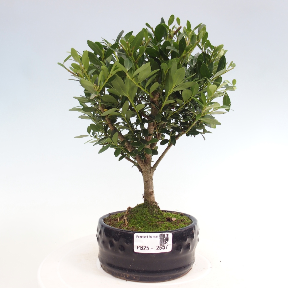 Indoor bonsai - Ilex crenata - Holly