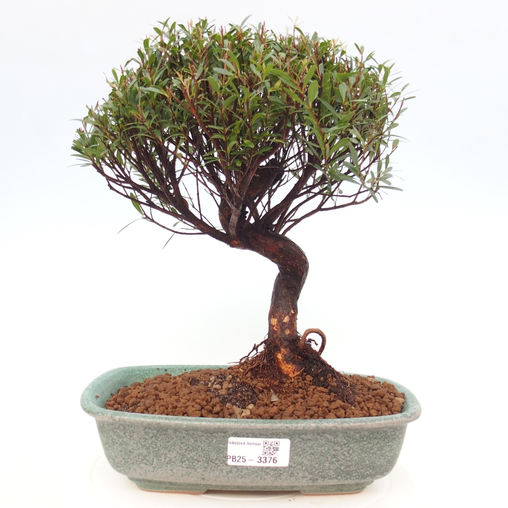 Room bonsai - Syzygium - Pimento