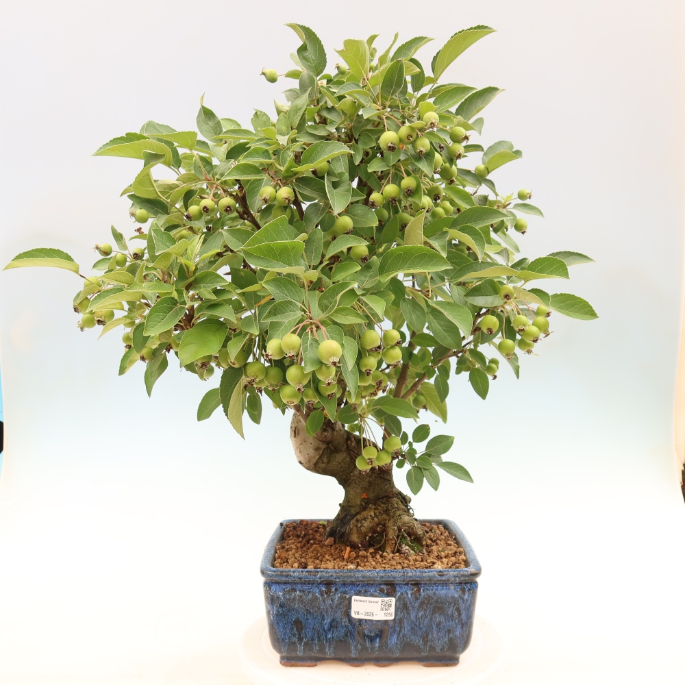 Outdoor bonsai -Malus halliana - Small-fruited apple tree