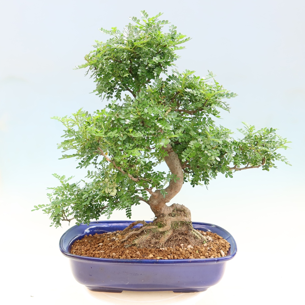 Room bonsai - Zantoxylum piperitum - pepper tree