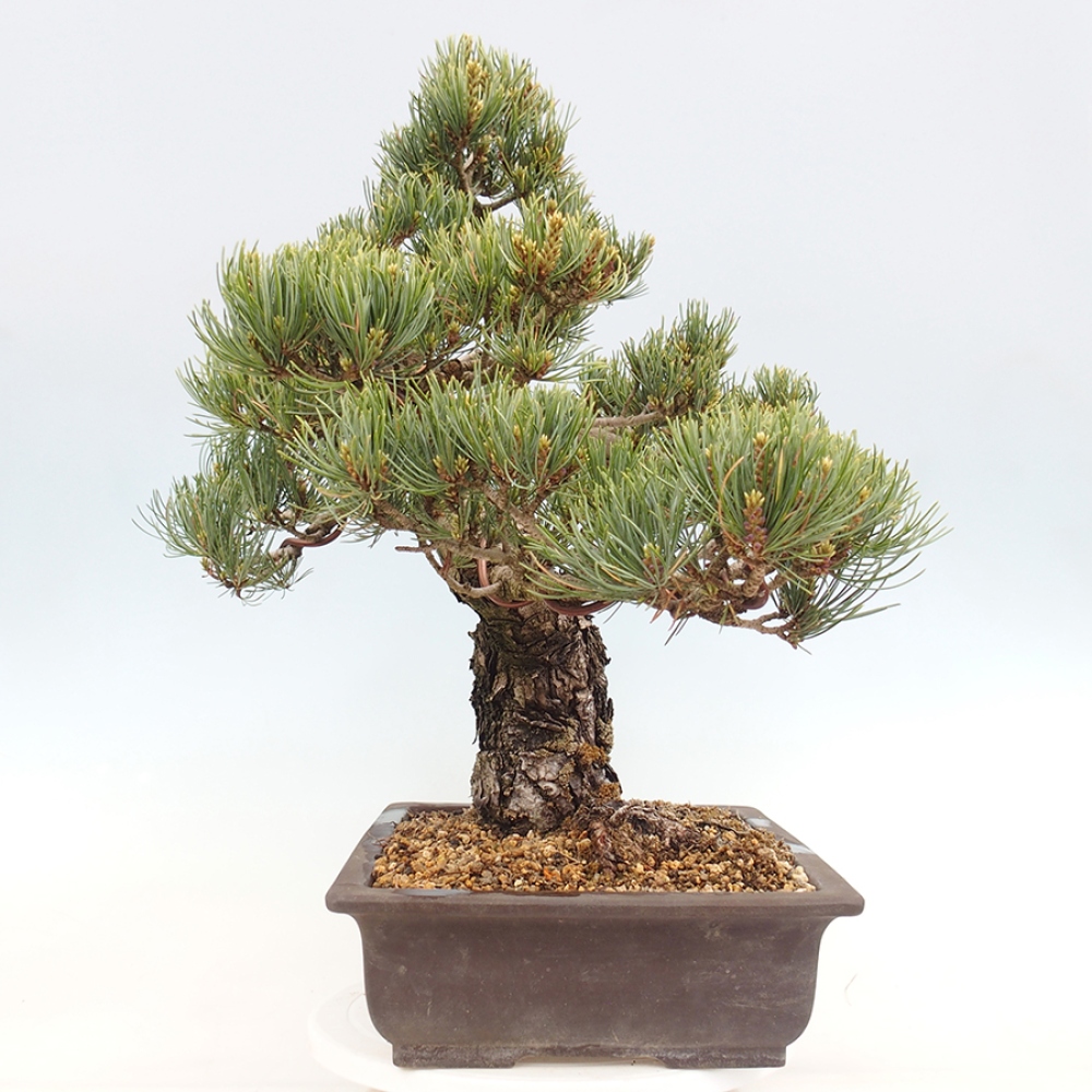 Outdoor bonsai - Pinus parviflora - Pinus parviflora