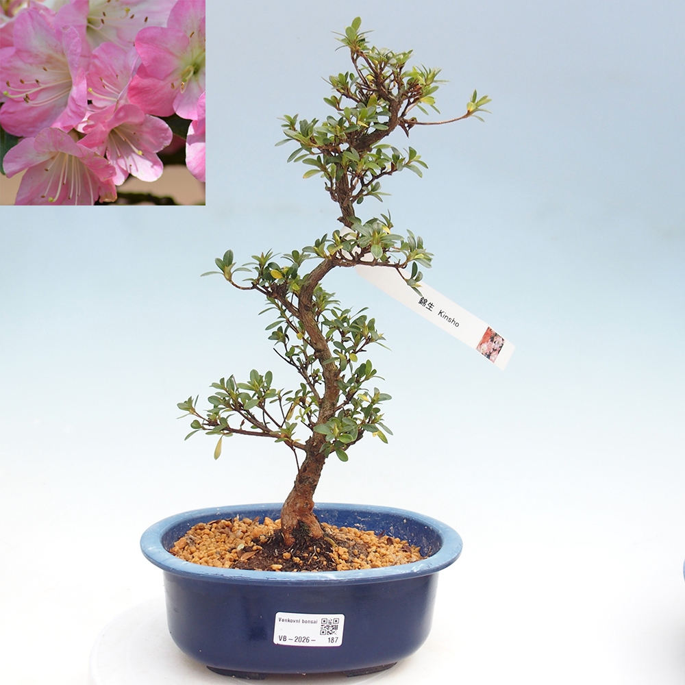 Outdoor bonsai - Japanese Azalea - Azalea Kinsho
