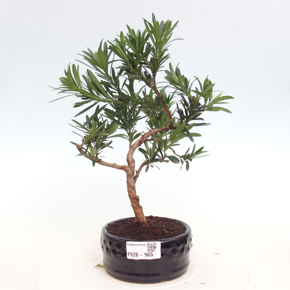 Room bonsai - Podocarpus - Stone Yew