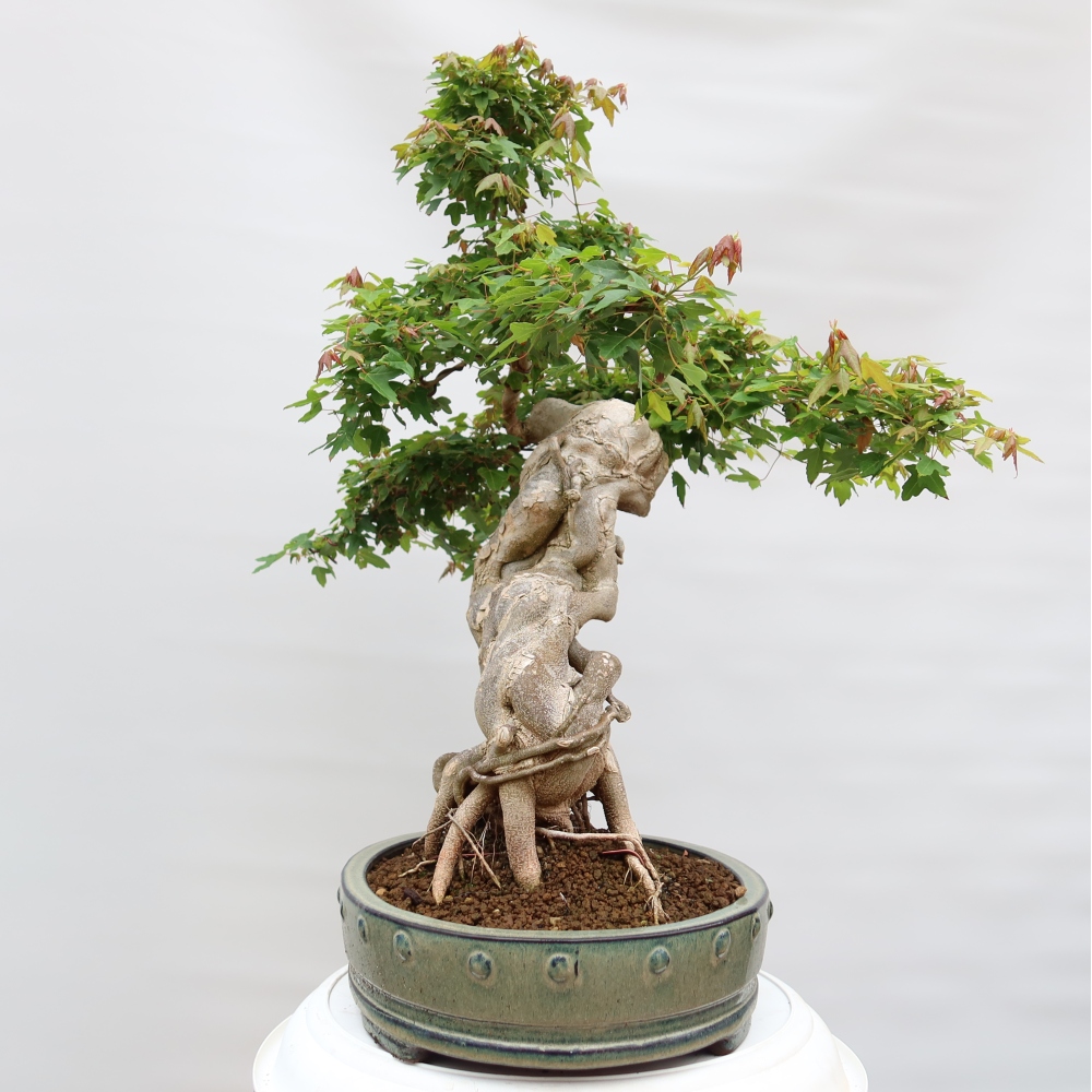 Outdoor bonsai - Maple Burger - Acer Burgerianum