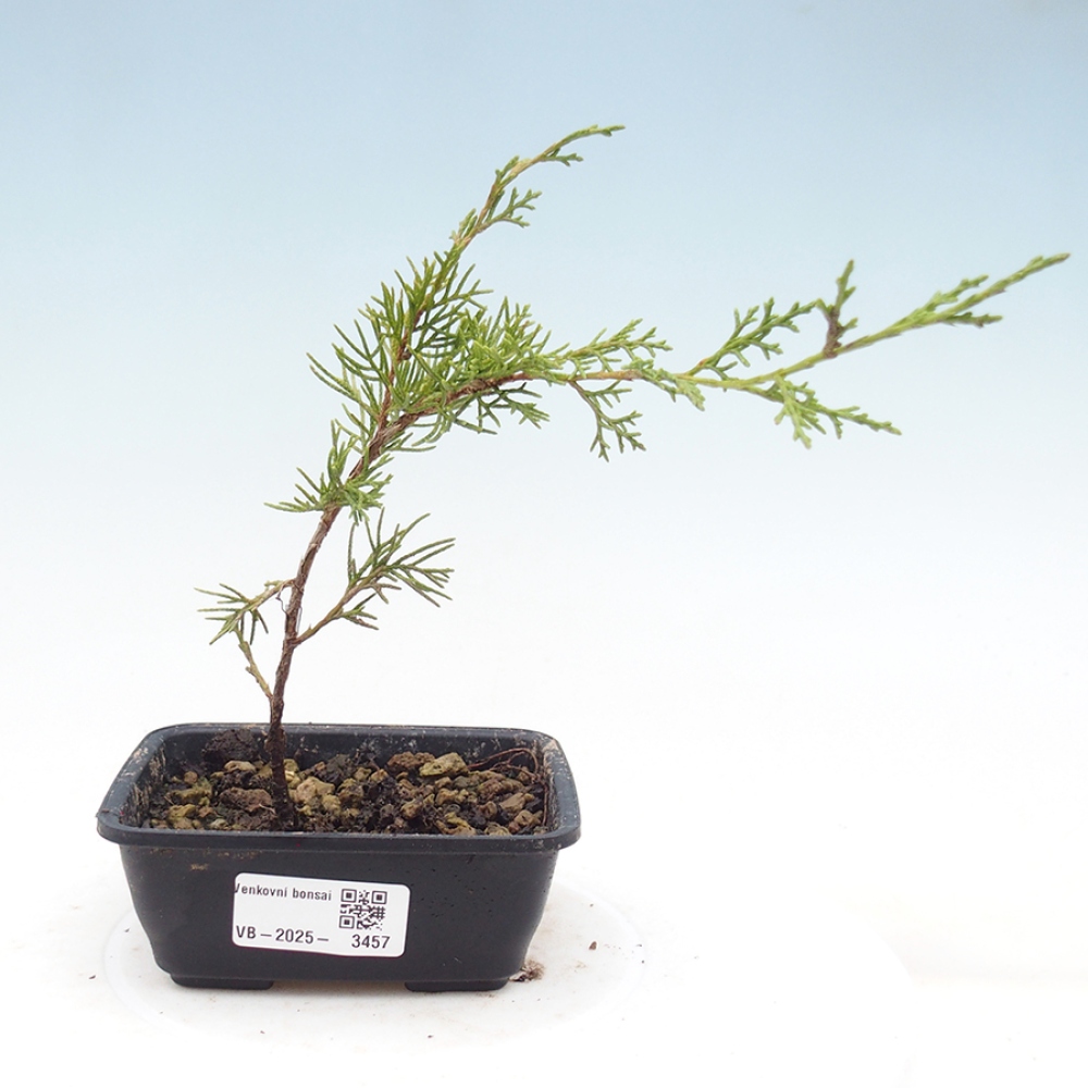 Outdoor bonsai - Juniperus chinensis Itoigawa - Chinese juniper