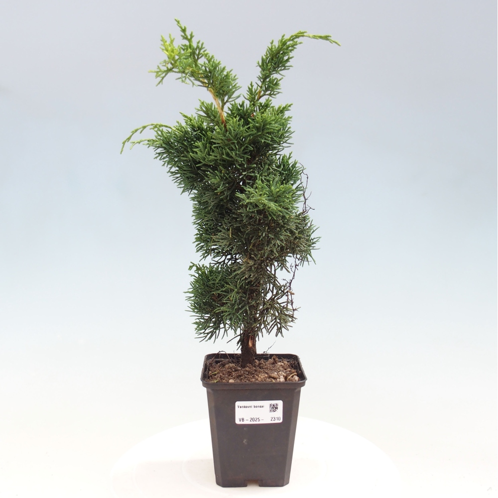 Outdoor bonsai - Juniperus chinensis Kishu - Chinese juniper