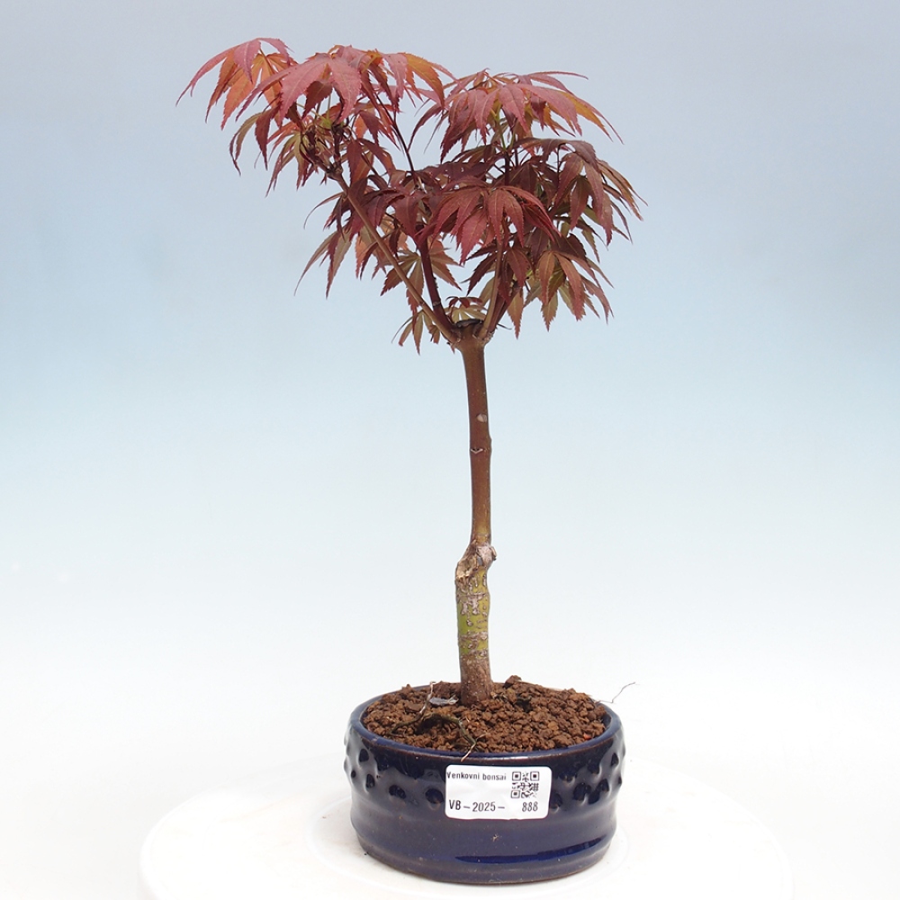 Outdoor bonsai - Acer palm. Atropurpureum-Palmleaf Maple
