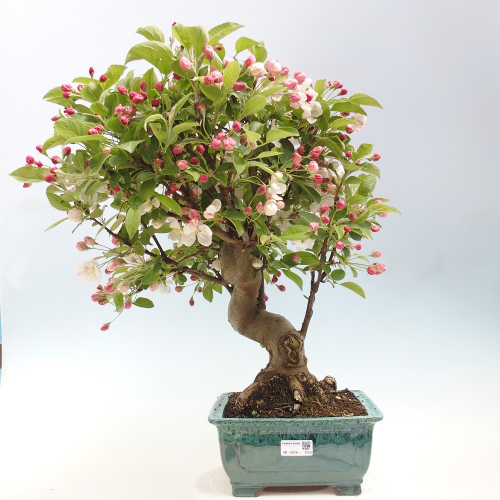 Outdoor bonsai -Malus halliana - Small-fruited apple tree