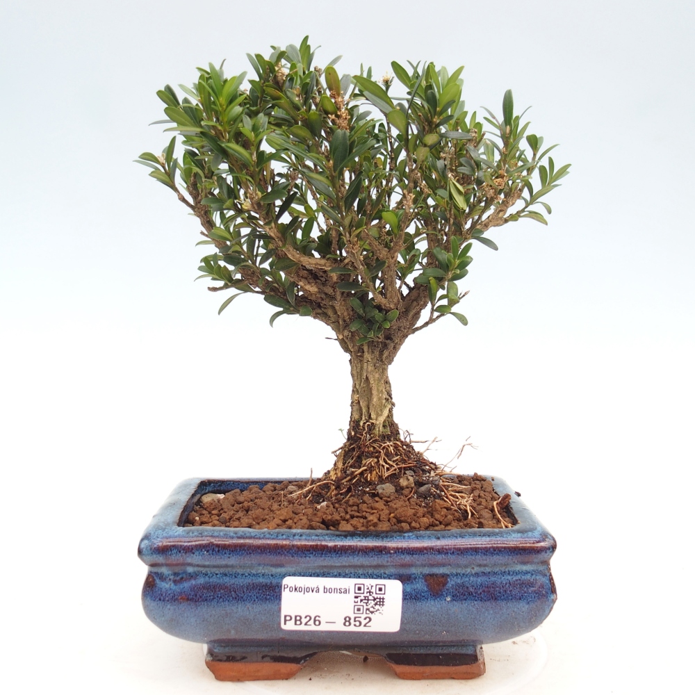 Room bonsai - Buxus harlandii - cork buxus