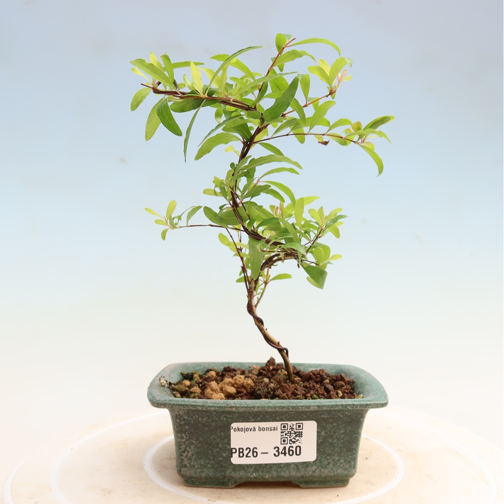 Room bonsai-PUNICA granatum nana-Granate apple