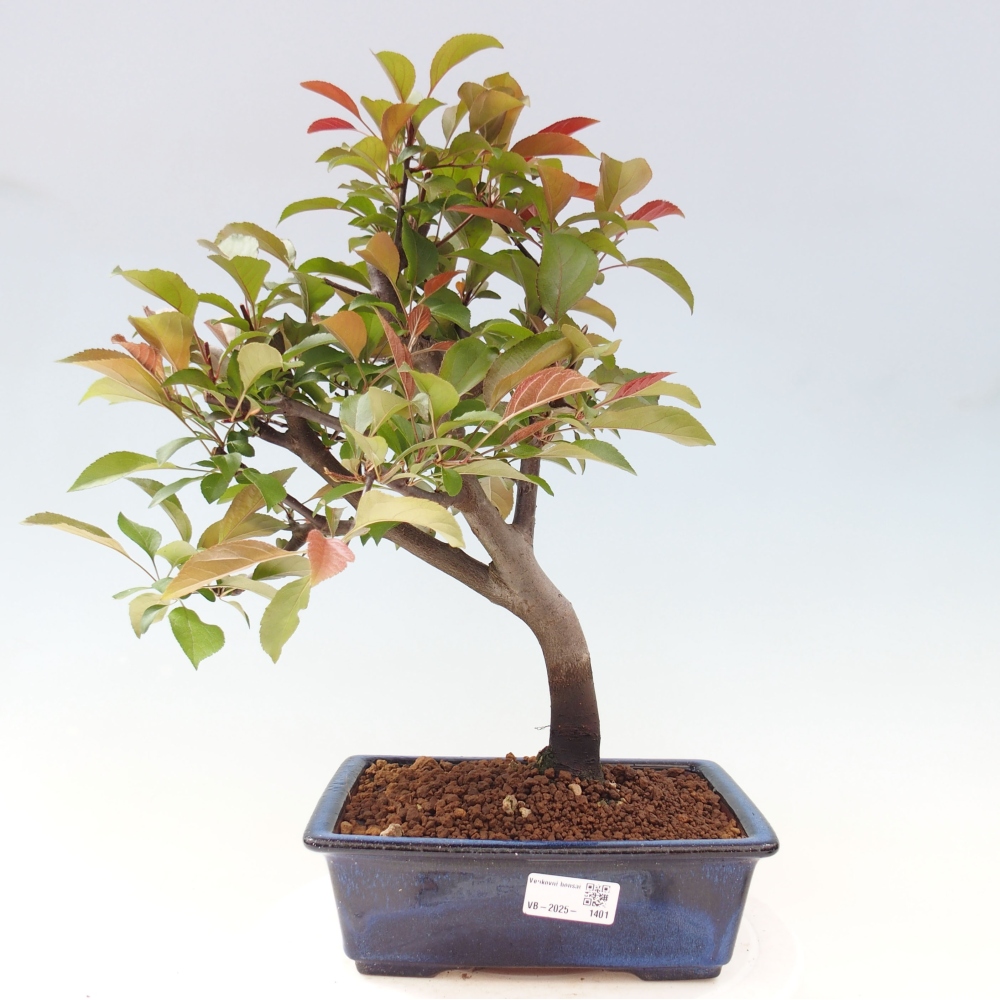 Outdoor bonsai - Malus domestica - Small-fruited red-leaved apple tree