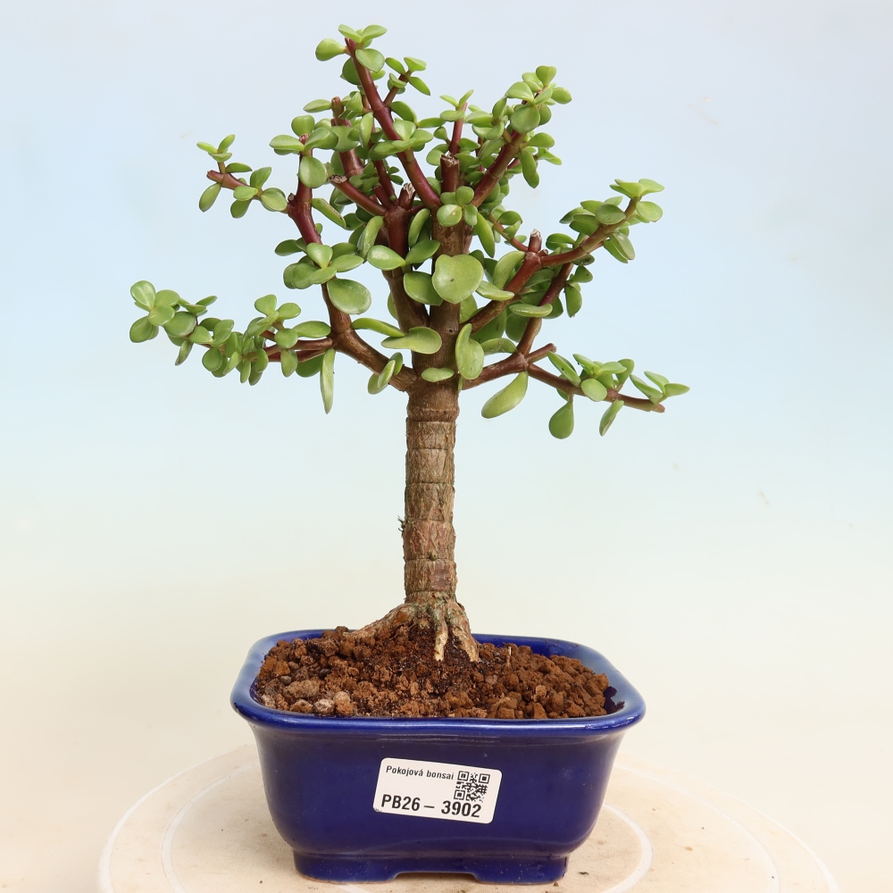 Room bonsai - Portulakaria Afra - Tlustice