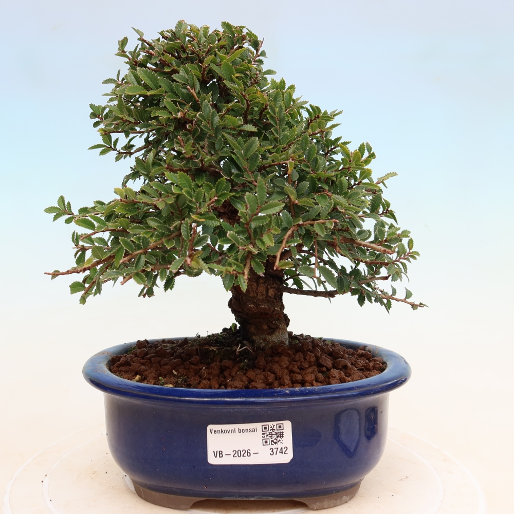 Outdoor bonsai - Zelkova - Zelkova NIRE