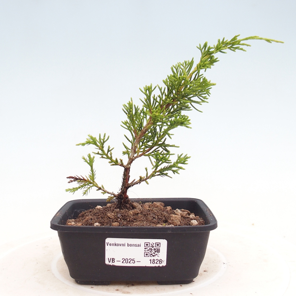 Outdoor bonsai - Juniperus chinensis Itoigawa - Chinese juniper