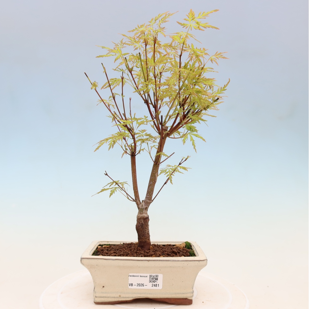 Outdoor Bonsai - Acer palmatum Dissectum - Japanese Maple 