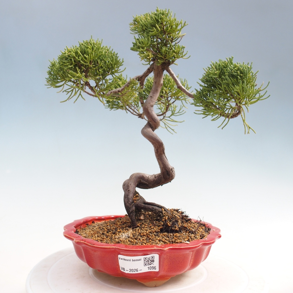 Outdoor bonsai - Juniperus chinensis Kishu