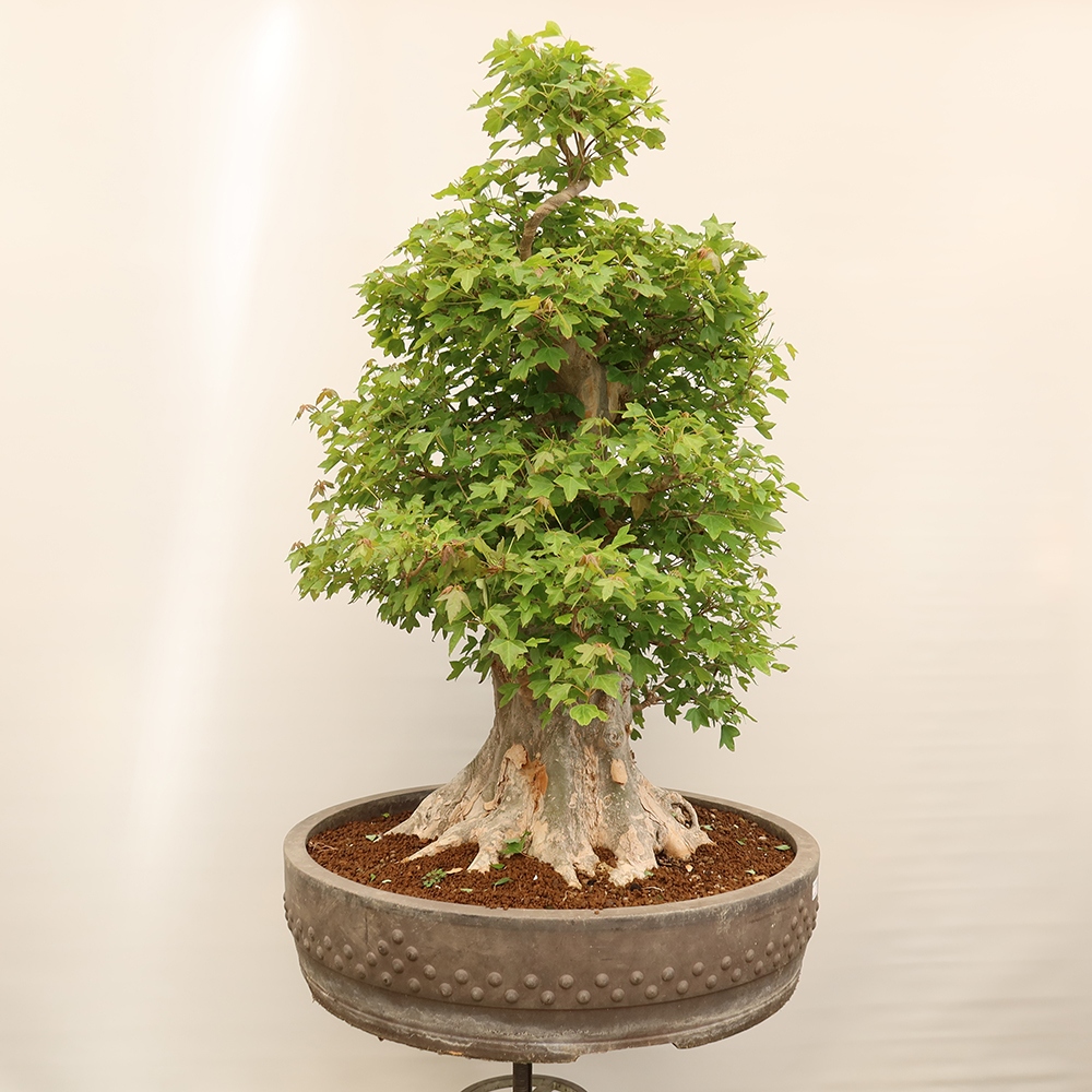 Outdoor bonsai - Maple Burger - Acer Burgerianum