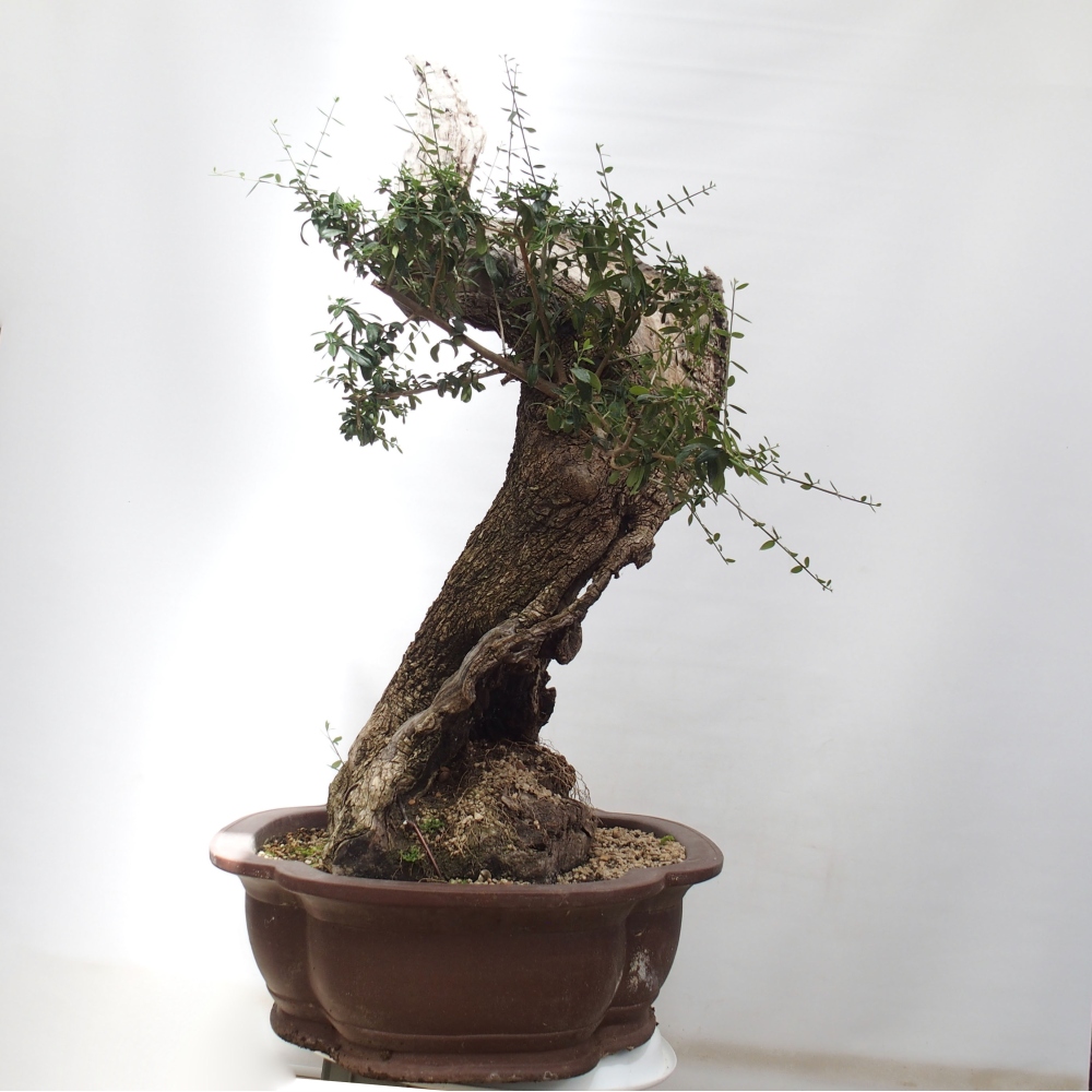 Indoor bonsai - Olea europaea sylvestris - European small-leaved olive oil