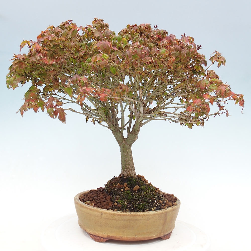 Acer palmatum KIOHIME - Palmetto maple