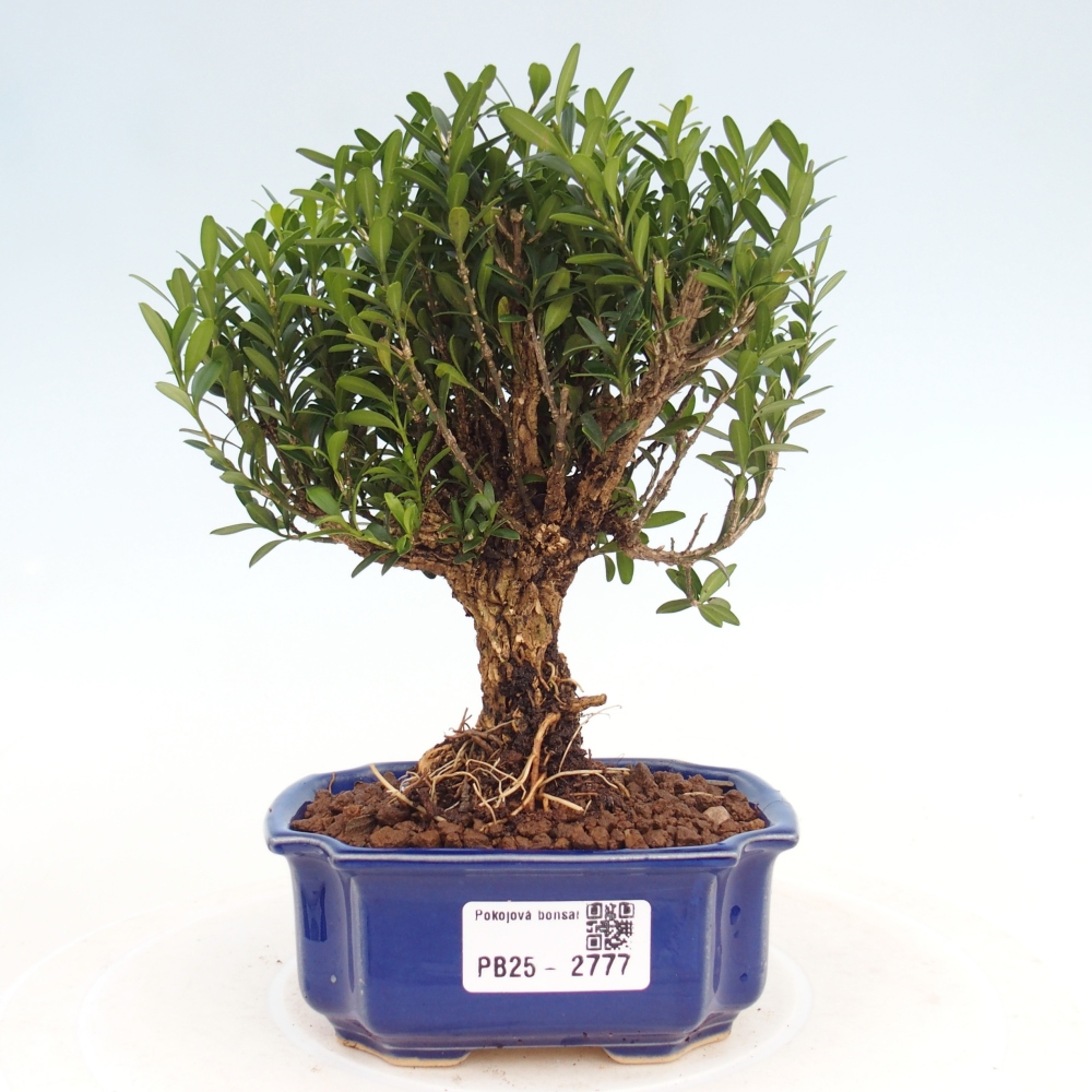 Room Bonsai - Buxus harlandii - Cork boxwood