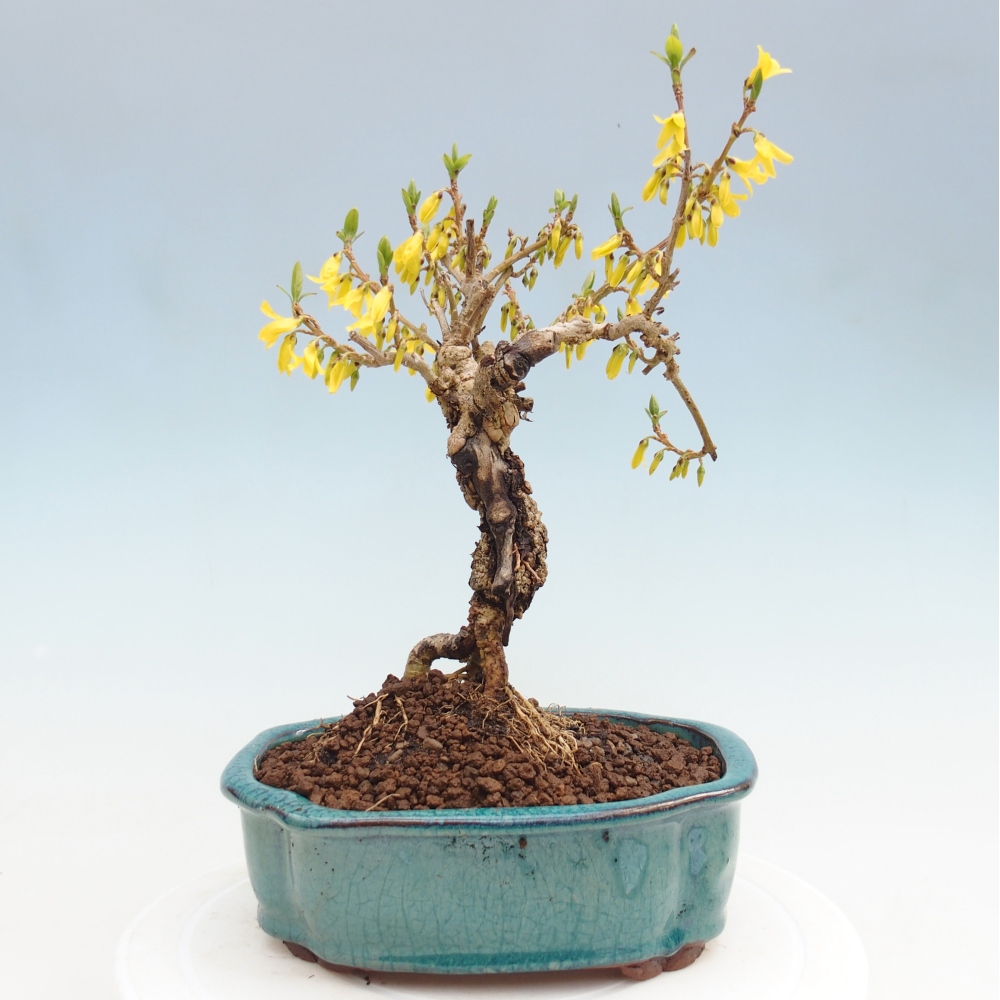 Outdoor bonsai - Forsythia - Forsythia koreana