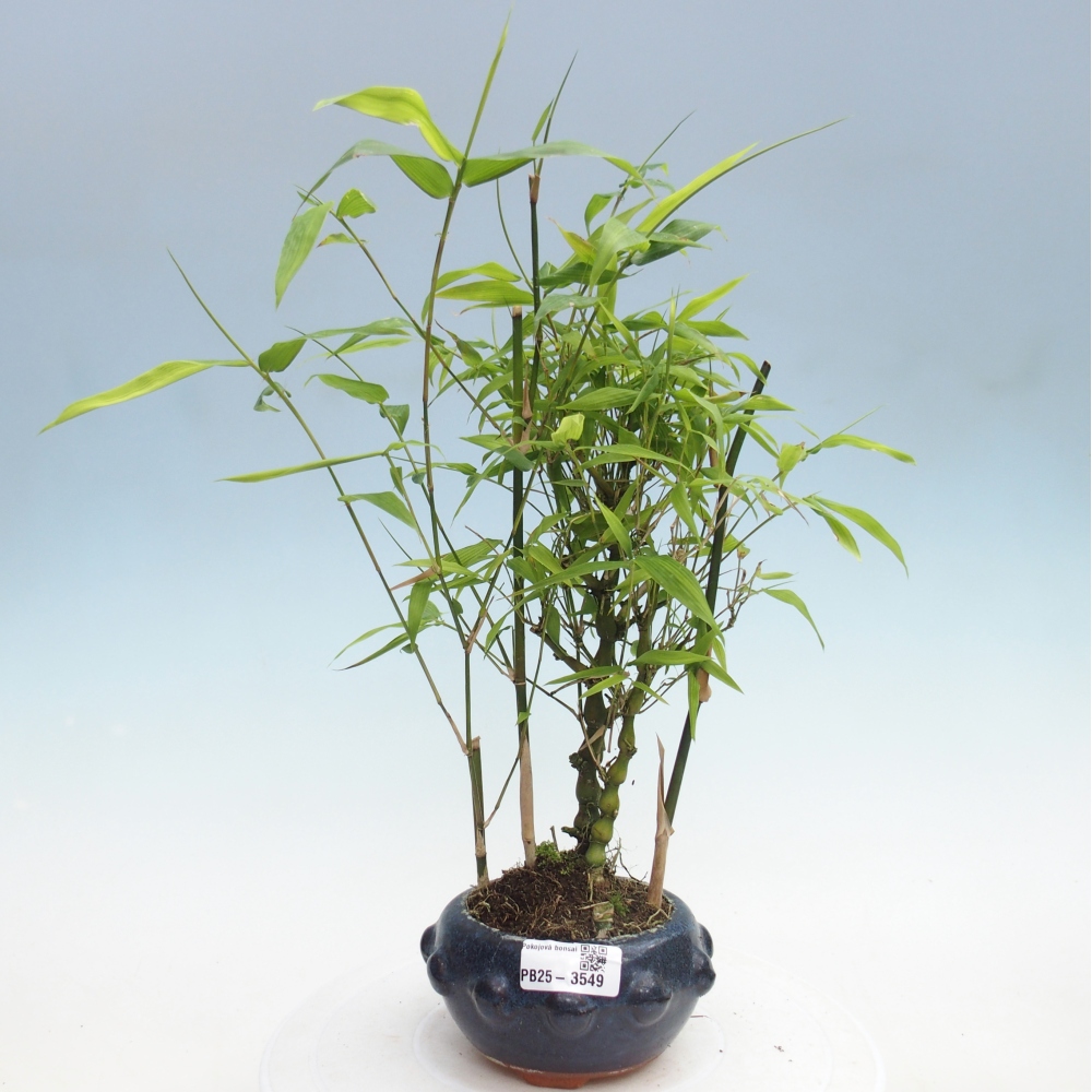 Room bonsai - Bamboo budha-Bamboo budha belly