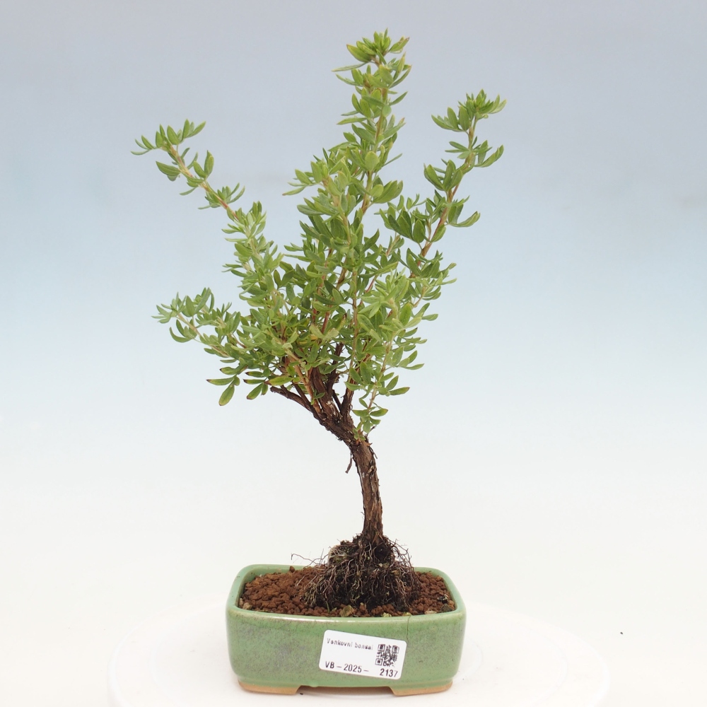 Outdoor bonsai-Cinquefoil - Potentila fruticosa yellow Bird