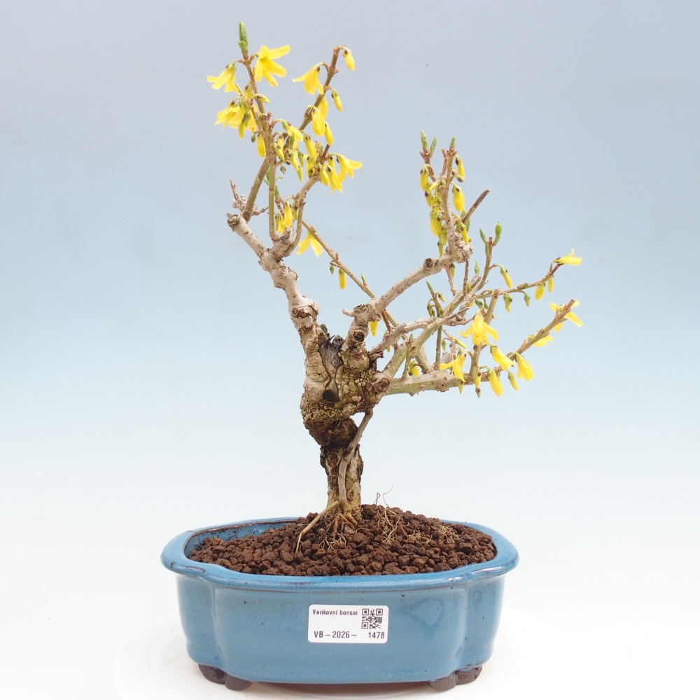 Outdoor bonsai - Forsythia - Forsythia koreana