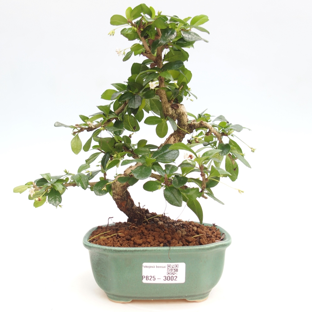 Indoor bonsai - Carmona macrophylla - Fuki tea