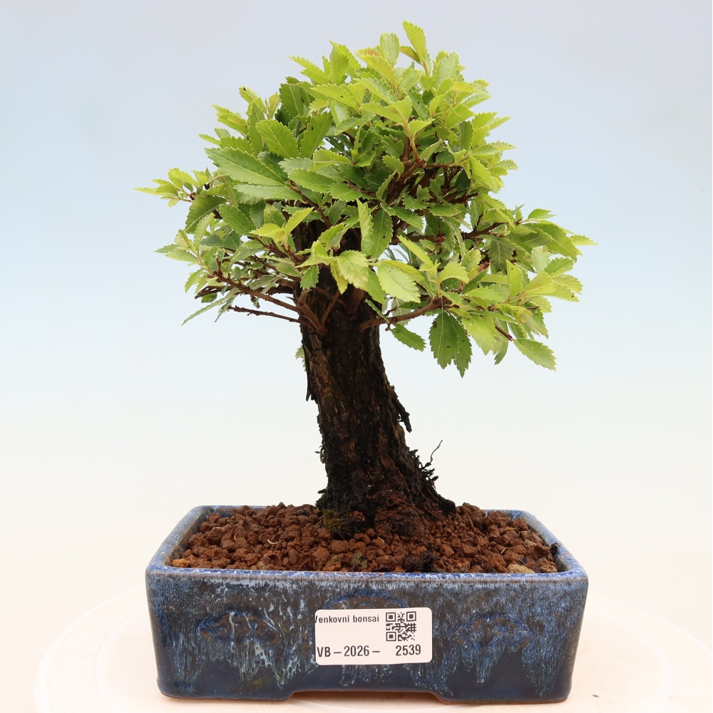 Outdoor bonsai - Zelkova - Zelkova NIRE