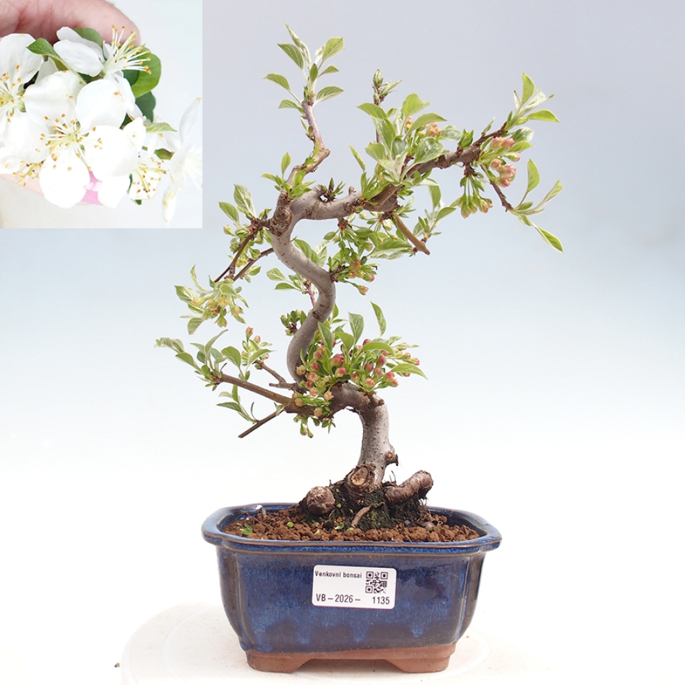Outdoor bonsai - Malus sargentii - Small-fruited apple tree