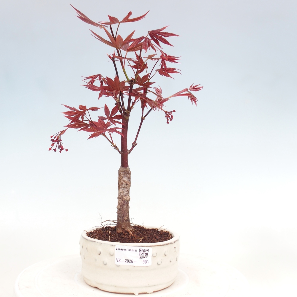 Outdoor bonsai - Acer palm. Atropurpureum-Javor palmate