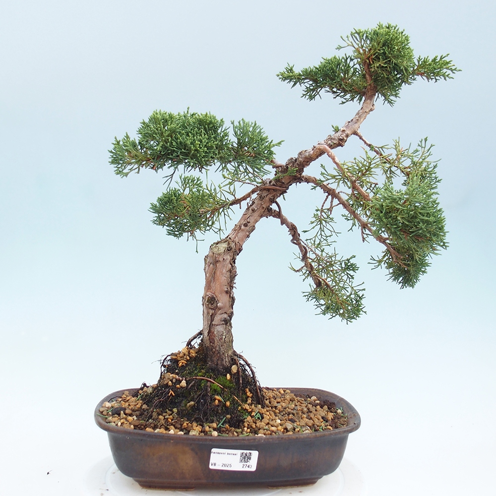 Outdoor bonsai - Juniperus chinensis Kishu - Chinese juniper