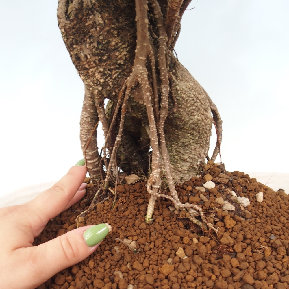 Room bonsai - Ficus kimmen - small-leaved ficus - PERSONAL COLLECTION ONLY or pallet transport