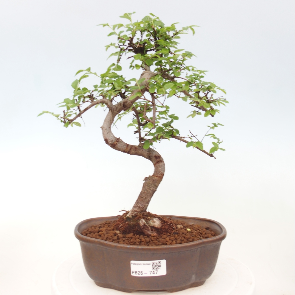 Room bonsai - Ulmus parvifolia - Small-leaved elm