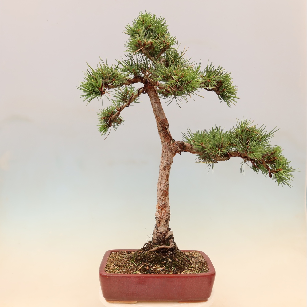 Outdoor Bonsai - Pinus sylvestris 'Watererri' - Scots Pine