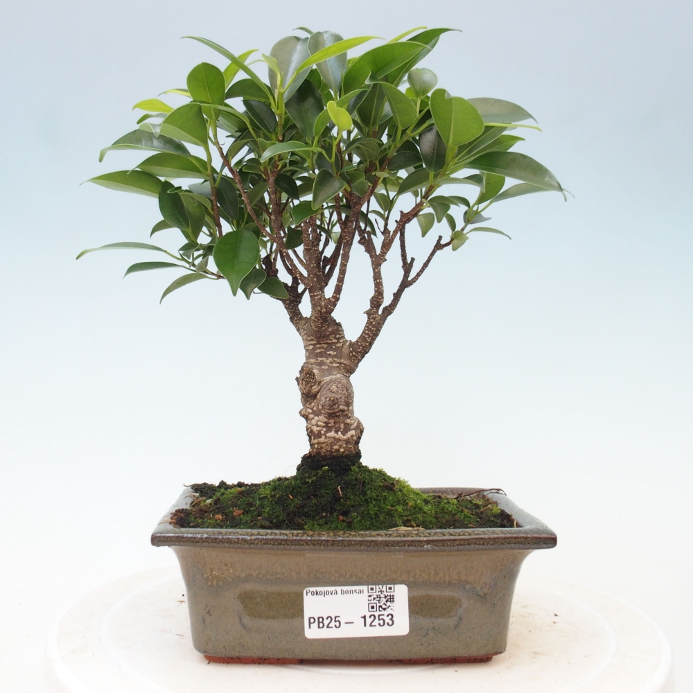 Indoor bonsai - Ficus retusa - small-leaved ficus