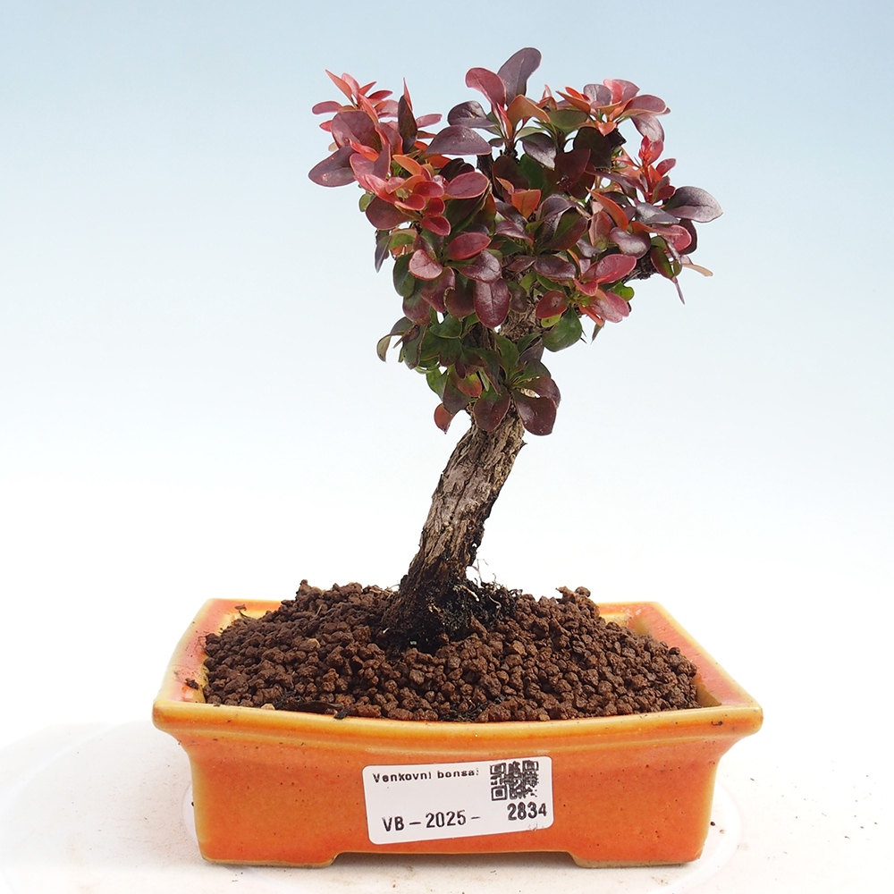 Outdoor bonsai - Berberis Thunbergii Bagatelle
