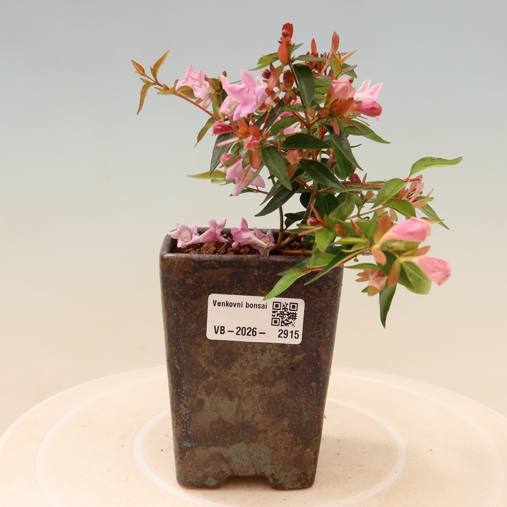Outdoor Bonsai - Abelia Edward Goucher - Large-flowered Abelia