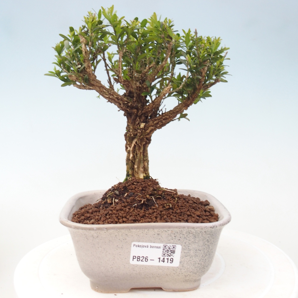 Room bonsai - Buxus harlandii - cork buxus