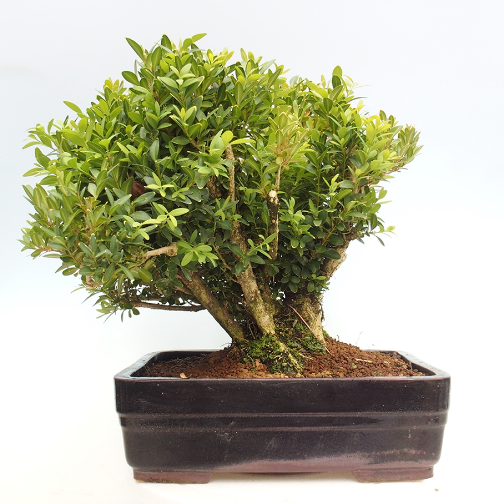 Outdoor bonsai - Buxus sempervirens - boxwood