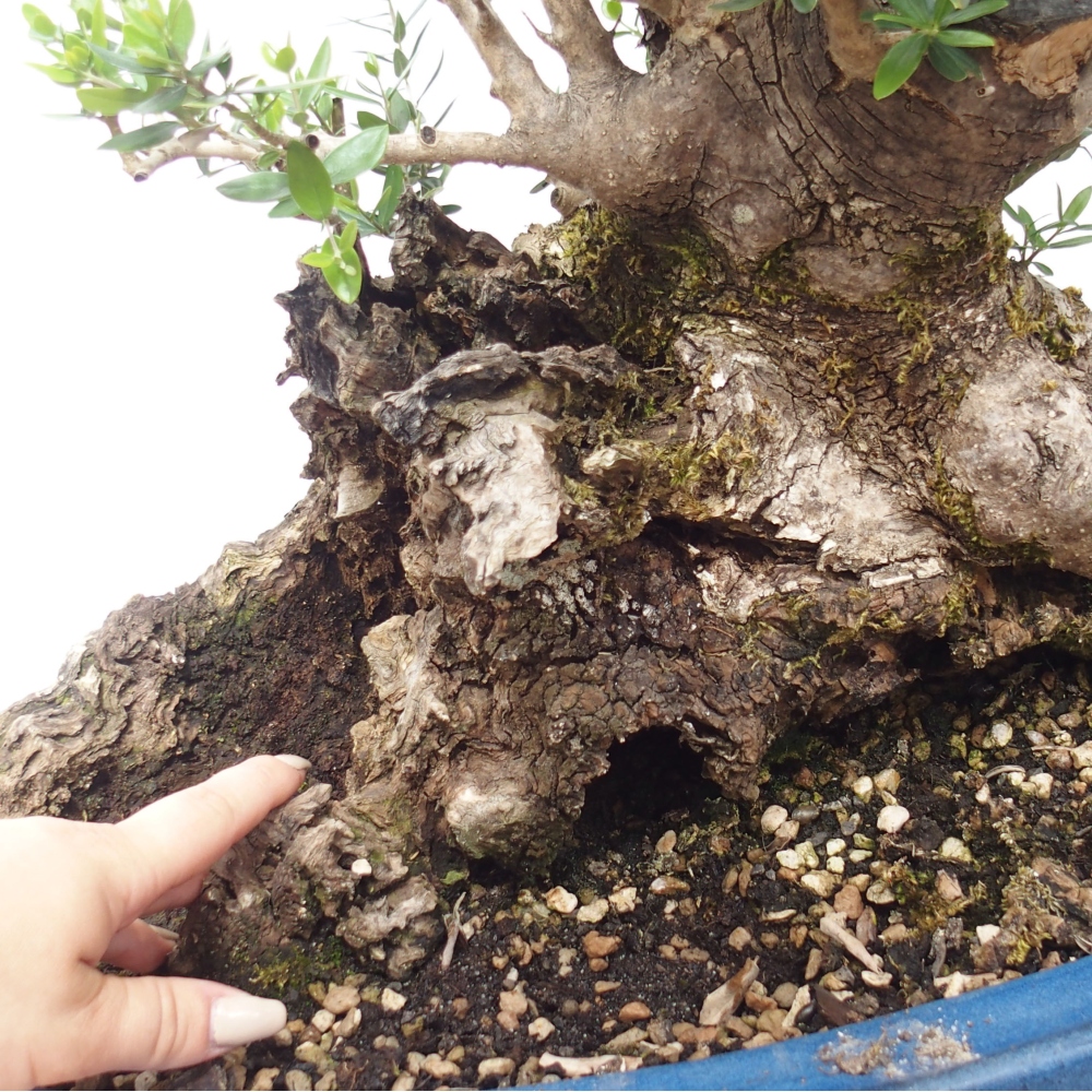Indoor bonsai - Olea europaea sylvestris - European small-leaved olive oil