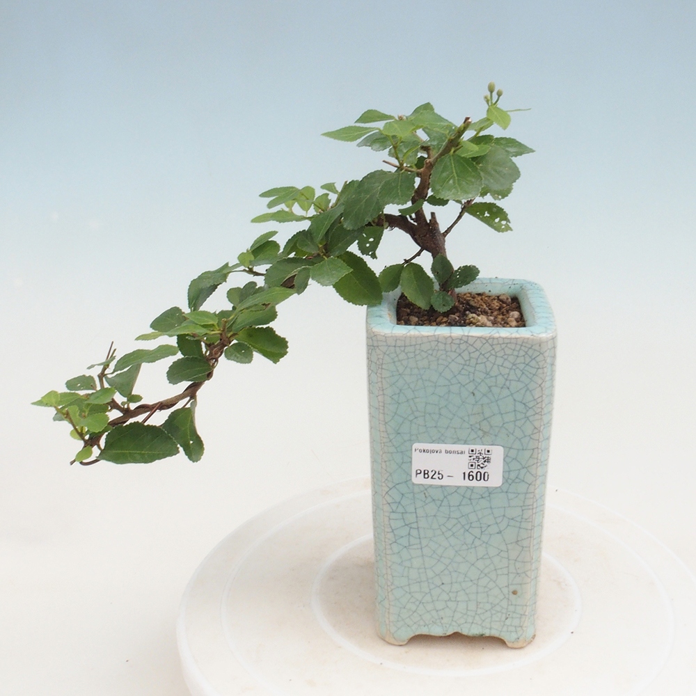 Indoor bonsai - Grewia occidentalis - Lavender star