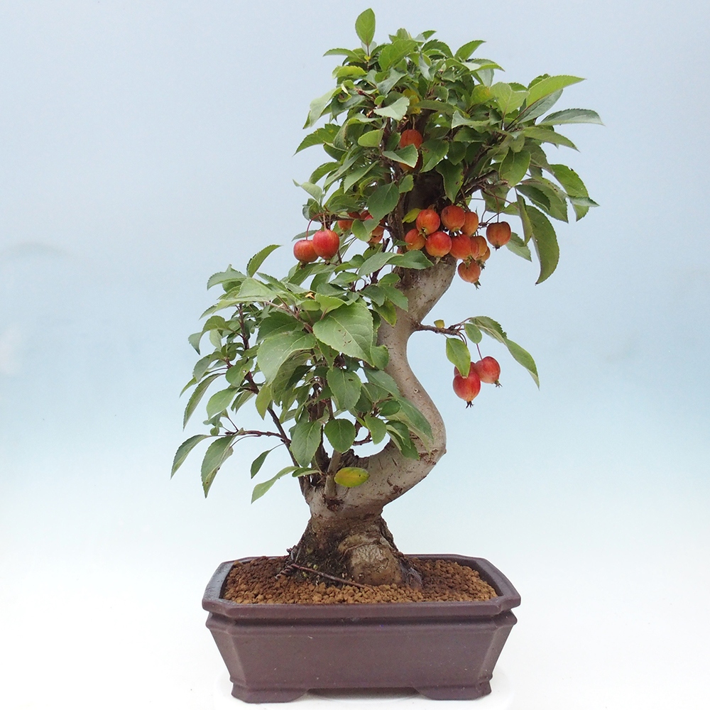 Outdoor bonsai - Malus halliana - Small-fruited apple tree