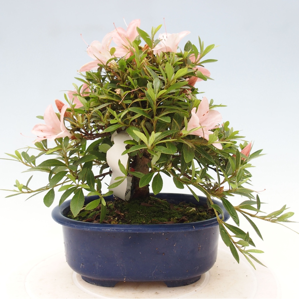 Outdoor bonsai - Japanese azalea - Azalea Nikko