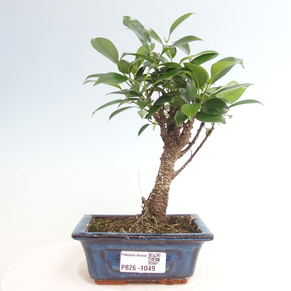 Room bonsai Ficus retusa kimmen