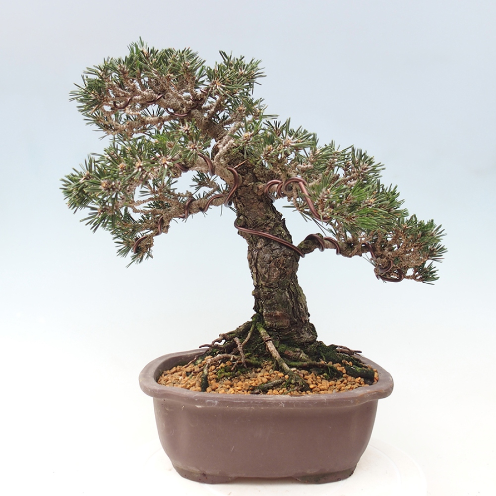 Outdoor bonsai - Pinus thunbergii Kotobuki - Thunberg pine