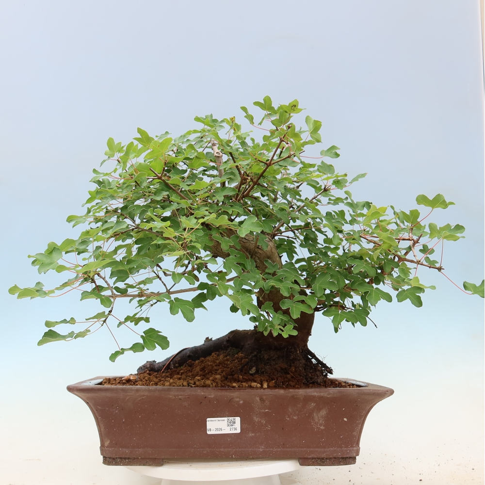 Outdoor Bonsai - Field Maple - Acer campestre