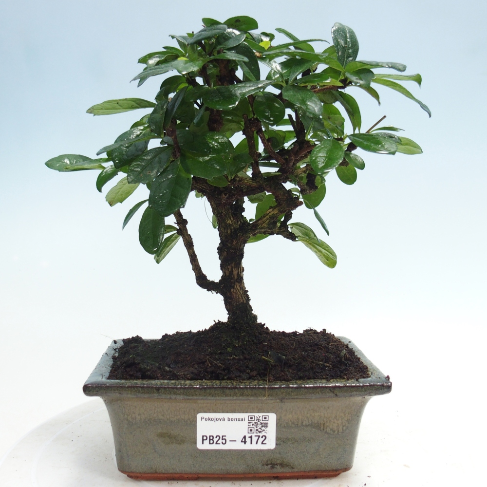 Room bonsai - Carmona macrophylla - Tea fuki