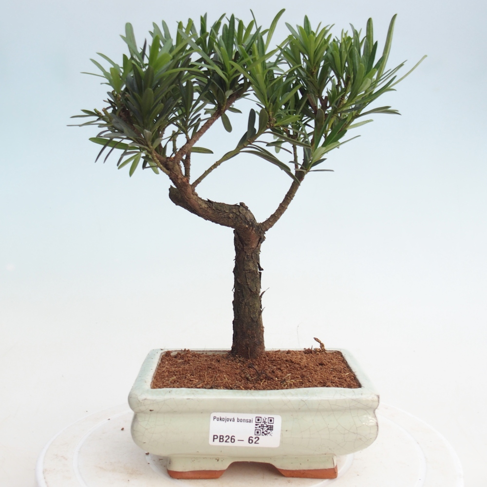 Indoor bonsai - Podocarpus - Stone thous